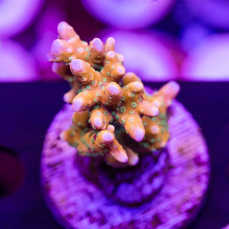 RRC Tropicana #2