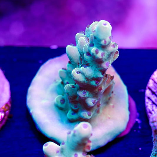 CC Blue Thunder Granulosa #3