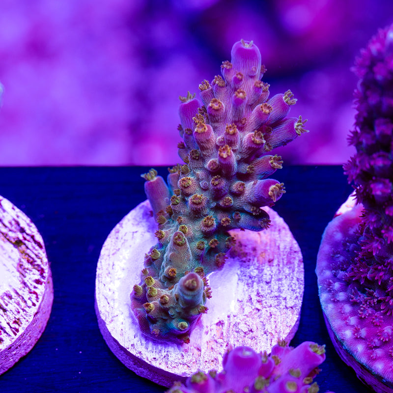 Auction 3 – Cherry Corals