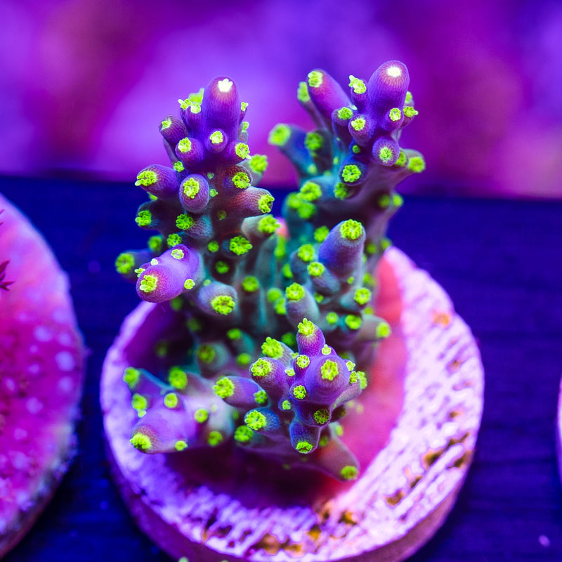 CC Ultimate Bonsai #5
