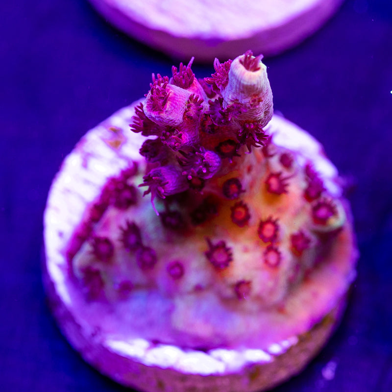 CC Bloody Valentine #2