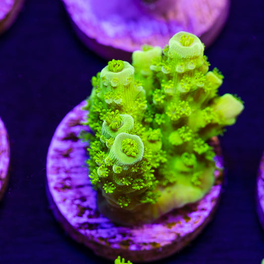 OG Green Bali Slimer #1