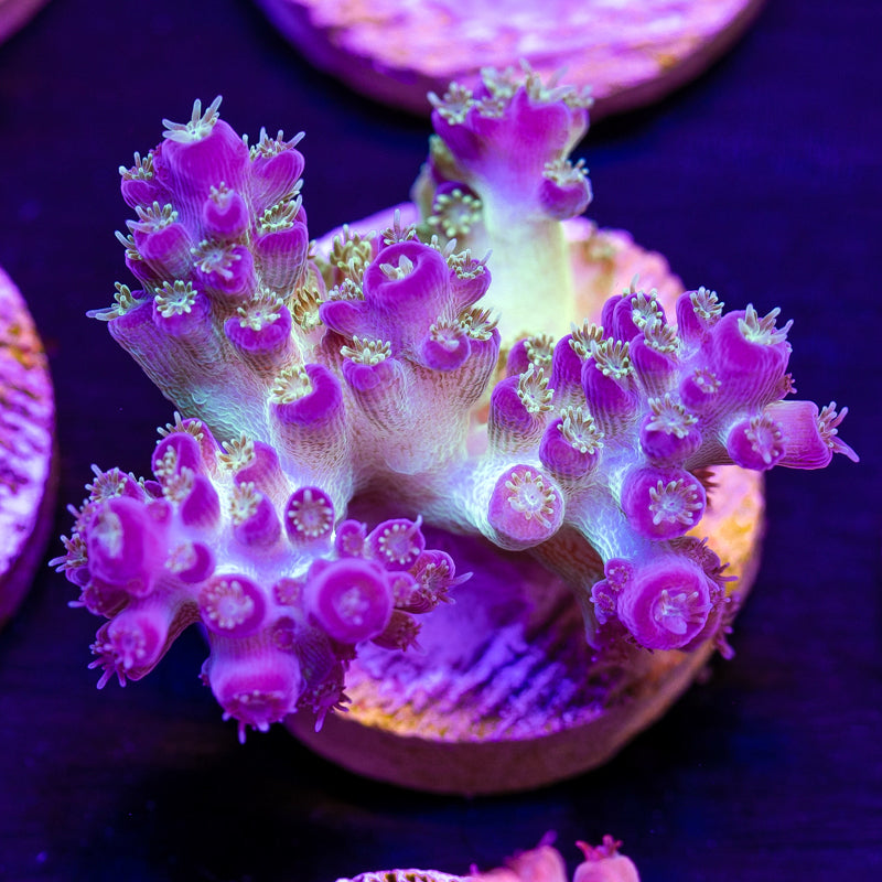 TGC Pearly Gates #4