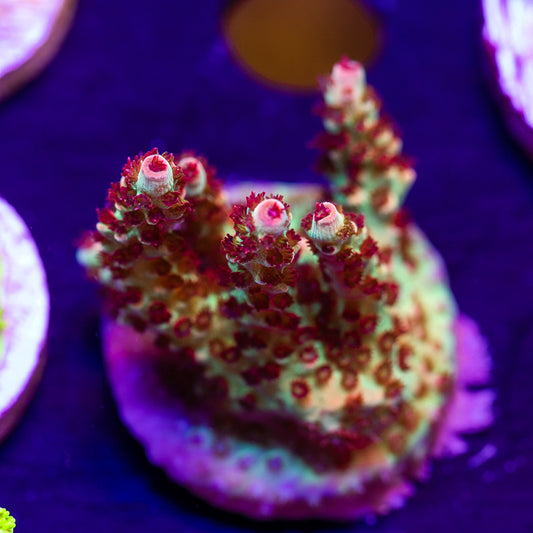 POTO Boomerang #2