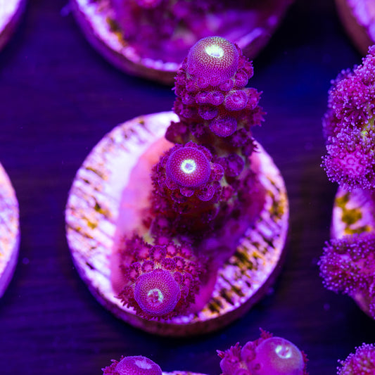 ORA Juicy Grape Humulis #2