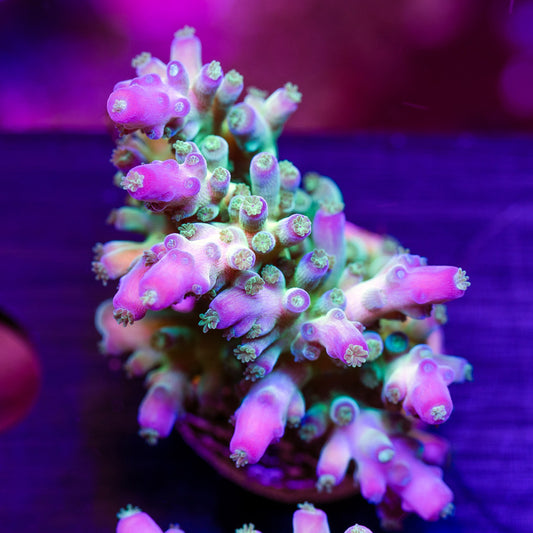 ORA Indiglow Acro #1