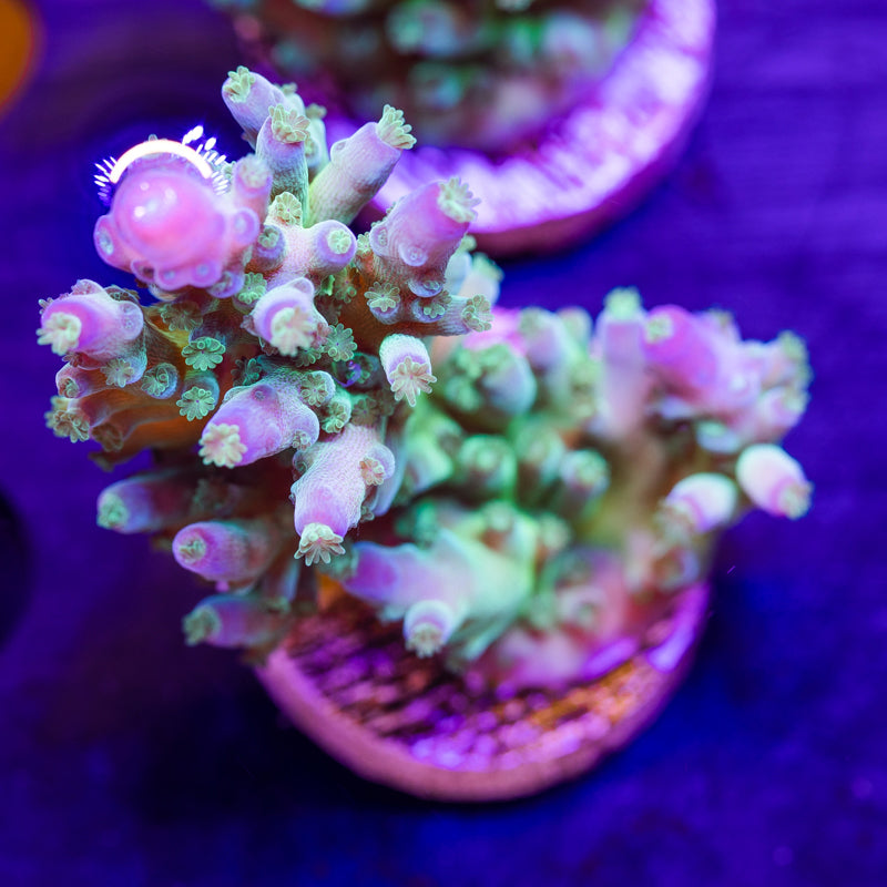 ORA Indiglow Acro #4