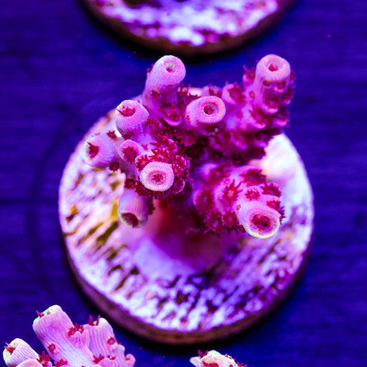 CC Mai Tai Table #2
