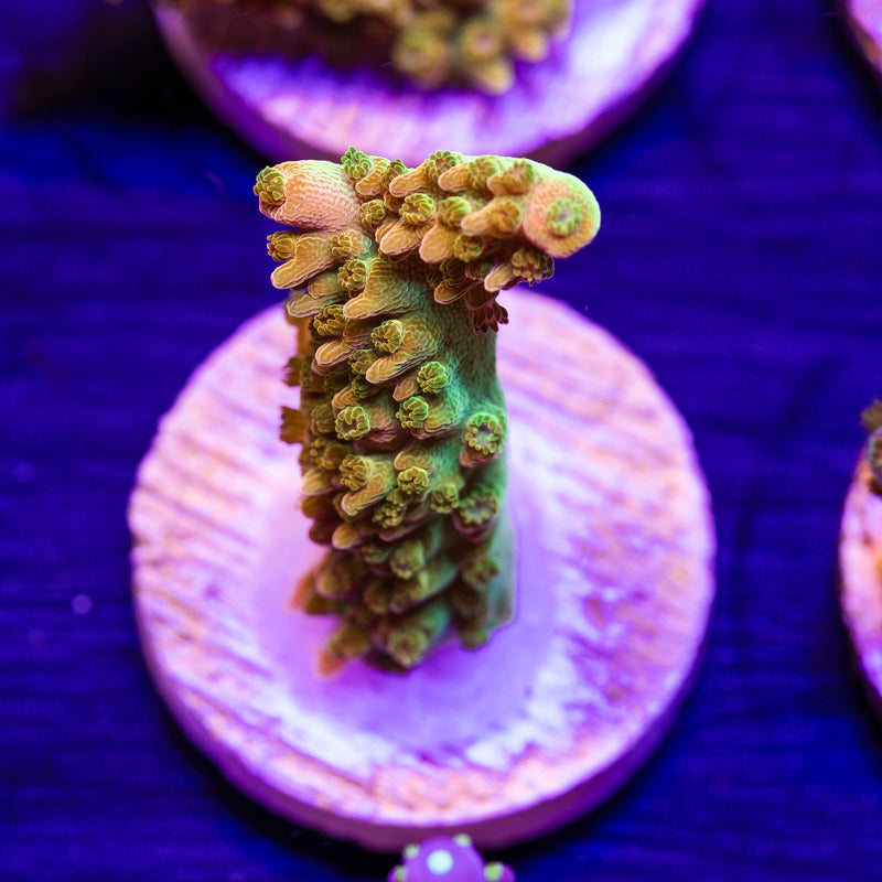 TSA Orange Creamsicle #2