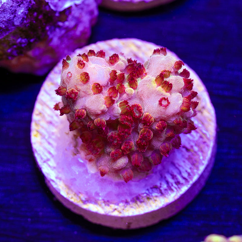 CC Pink Smoothie #2