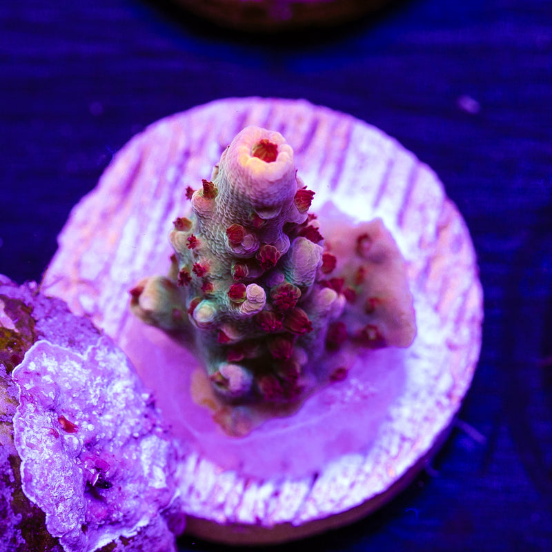 CC Pink Smoothie #3
