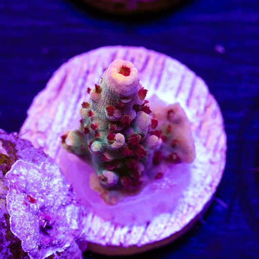CC Pink Smoothie #3
