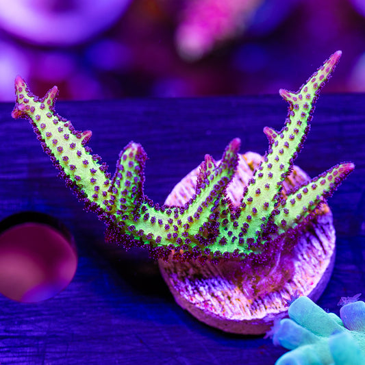 CC Purple Polyp Birdsnest #1