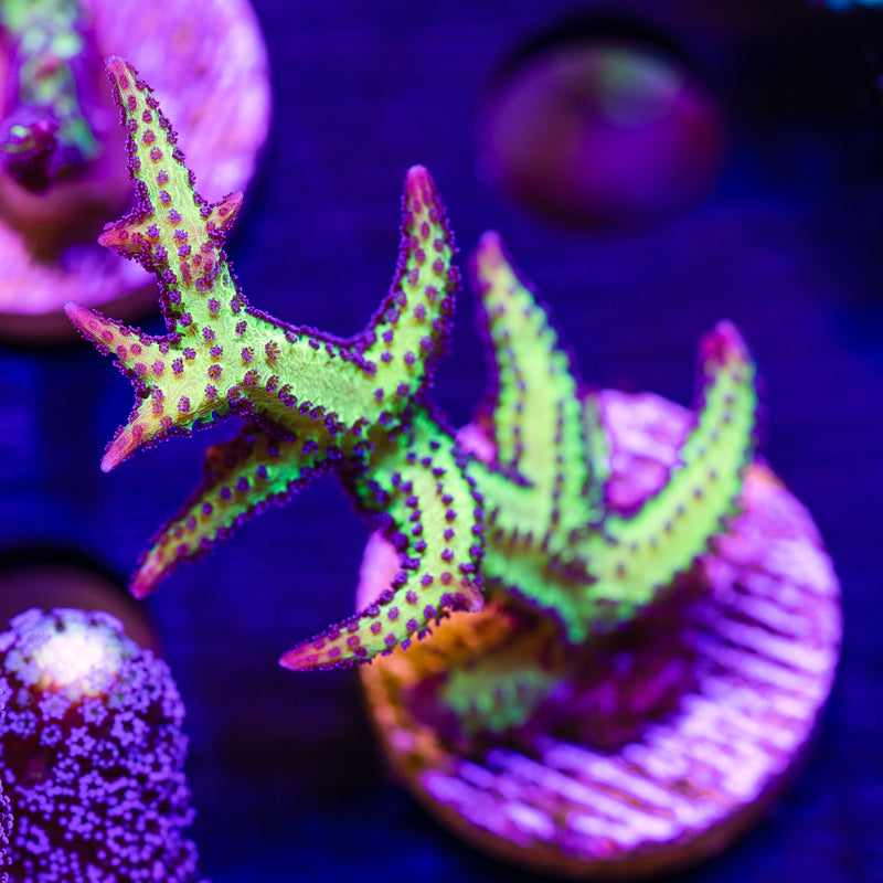 CC Purple Polyp Birdsnest #3