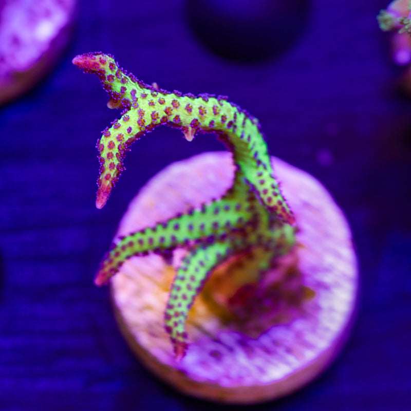CC Purple Polyp Birdsnest #4