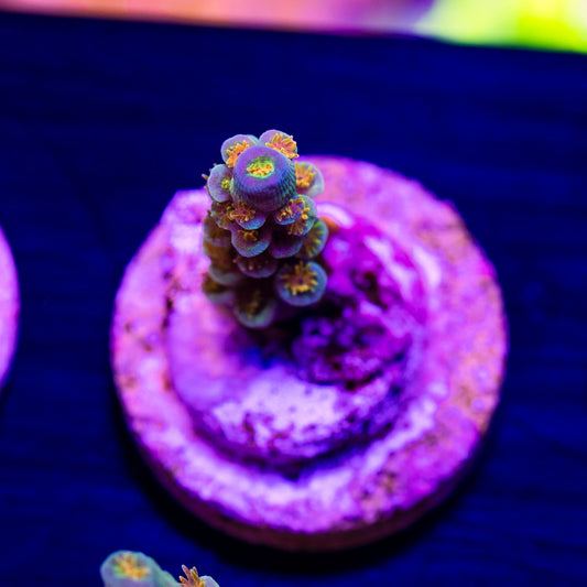 SC Orange Passion #1