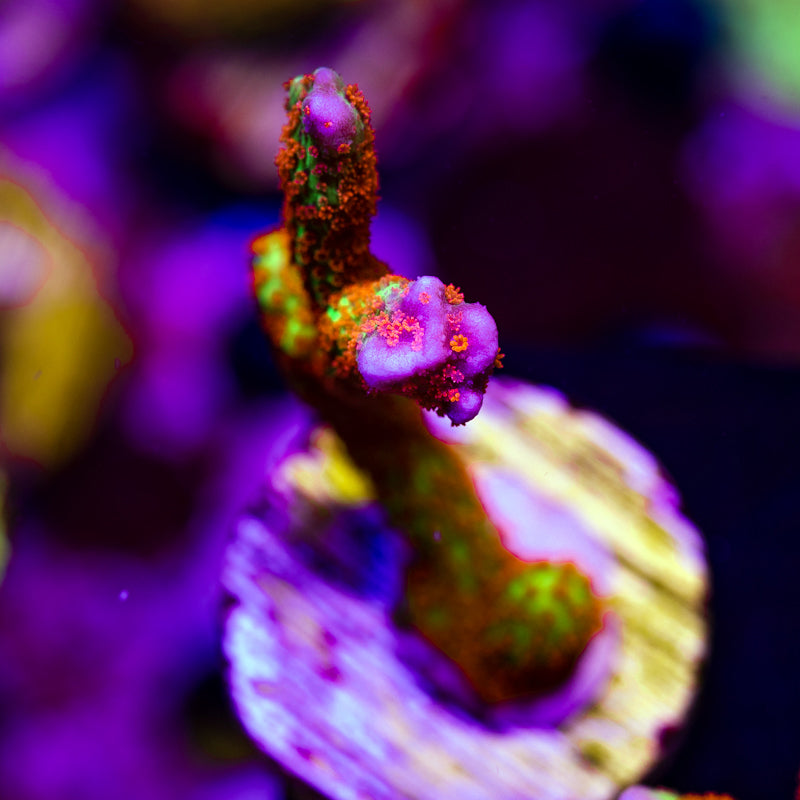 Emerald Fire Digitata #2