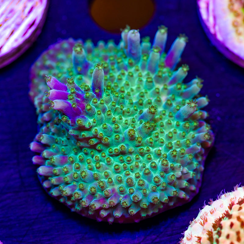 Ultimate Frags Bonsai #1