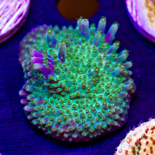Ultimate Frags Bonsai #1