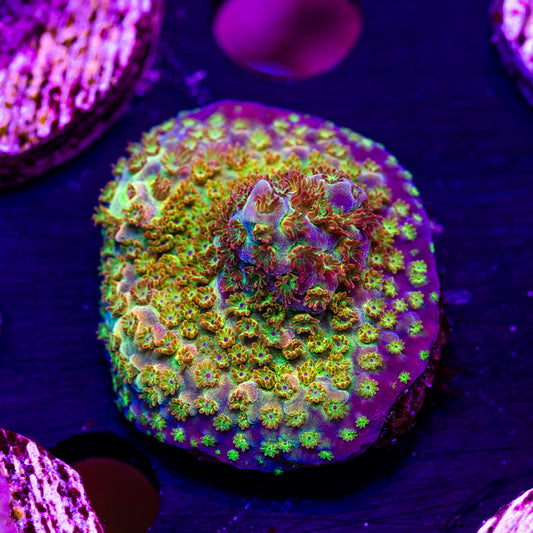 I don't know what it is but it sure looks funky