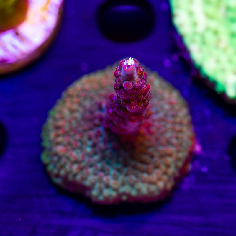 CC Red Oxide