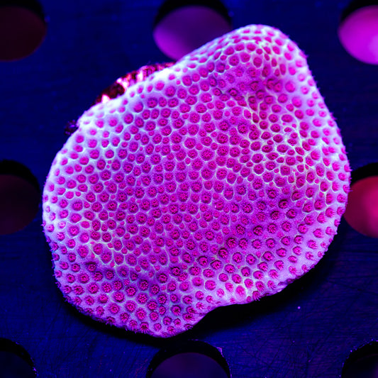 Tyree Sandollar Porites