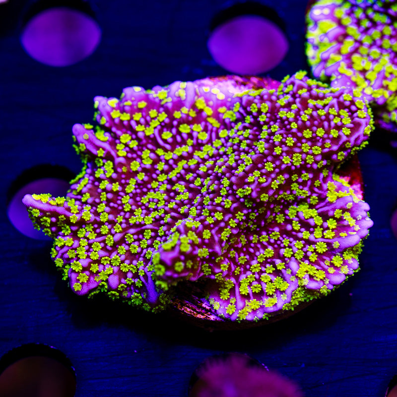 Tubbs Stellata Monti #3