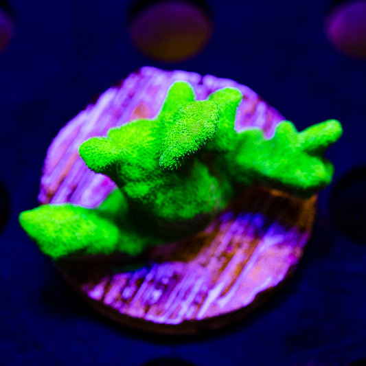 ORA Kelly Green Branching Psammacora