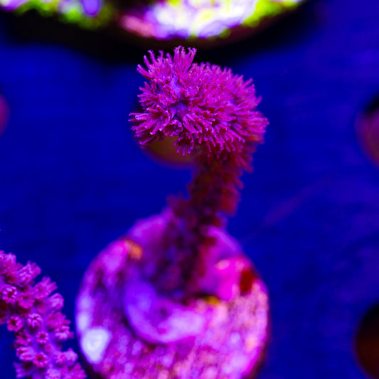 CC Purple Sea Whip #1