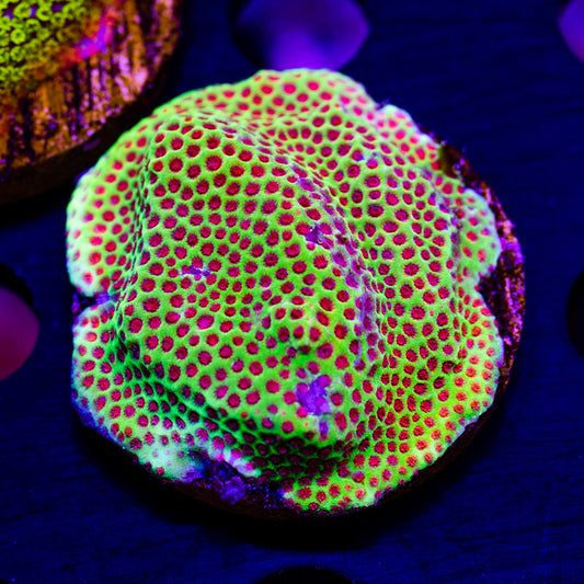 JF Red Eye Porites