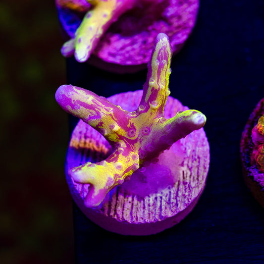 Raising Reefs Lemon Kiwi Grafted Anacropora #1