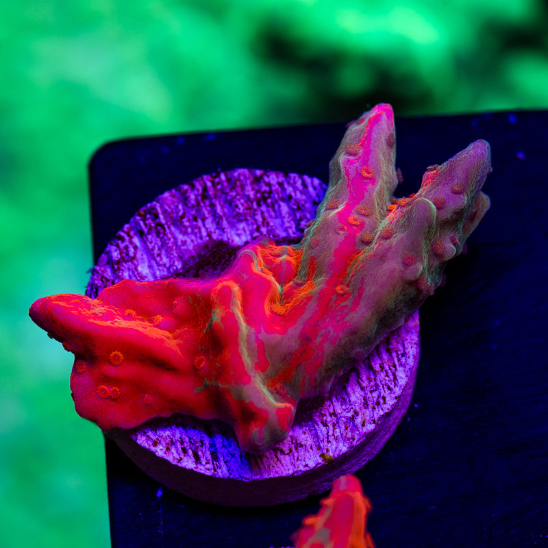 Aquatic Touch Grafted Setosa #3