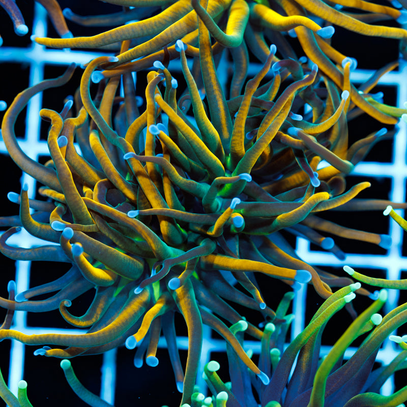 Auction 4 – Page 3 – Cherry Corals