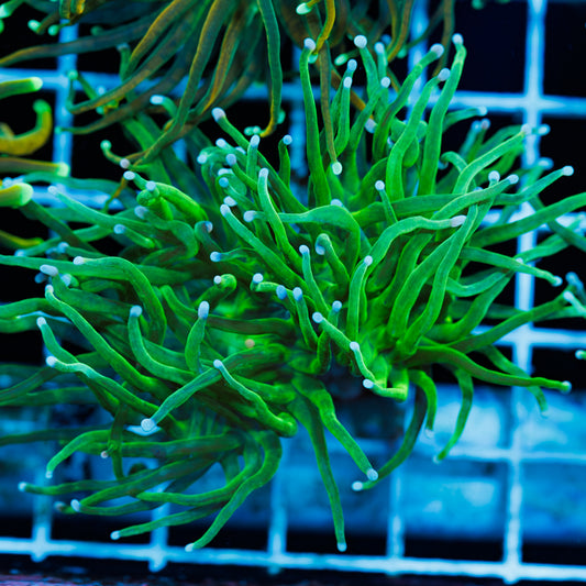 CC Blu Tip Torch #1