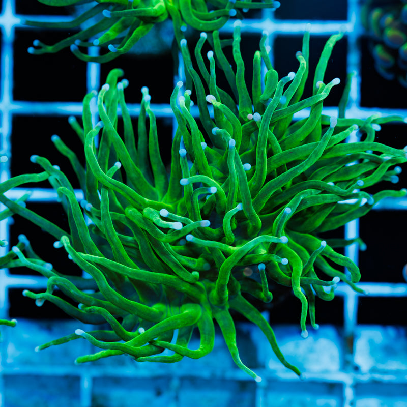 CC Blu Tip Torch #2