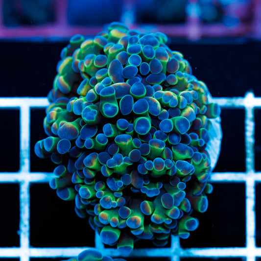 CC Hologram Hammer #1