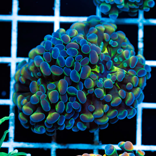 CC Hologram Hammer #2