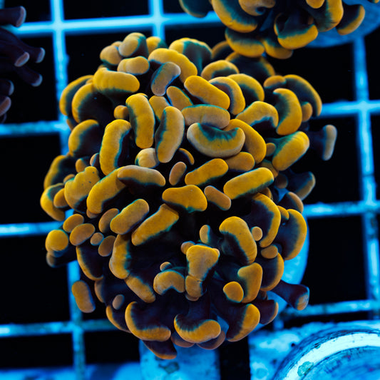CC Golden Rainbow Hammer #2