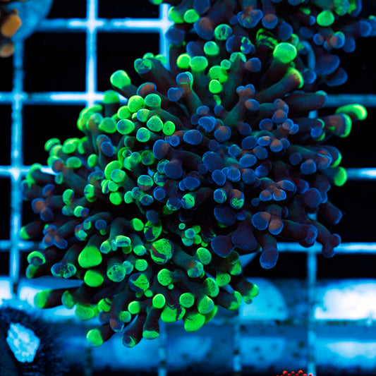 CC Splatter Hammer #3