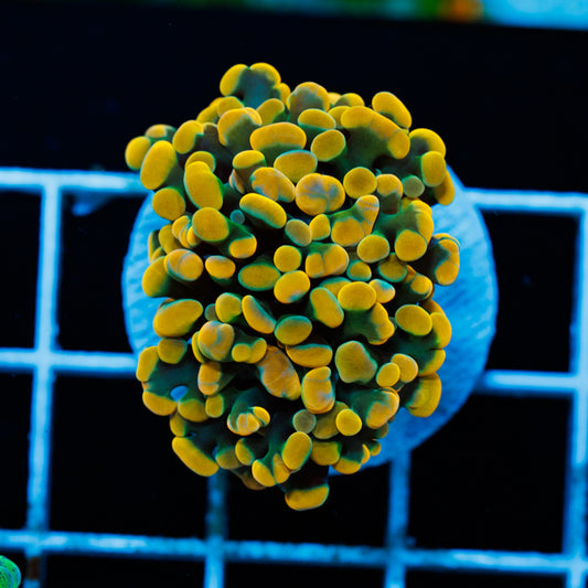 CC 24K Hammer #3