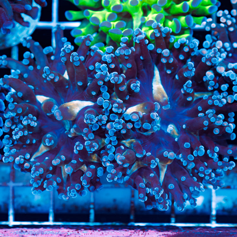CC Funky Frogspawn #1