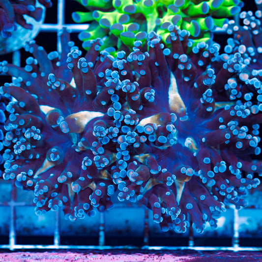 CC Funky Frogspawn #1