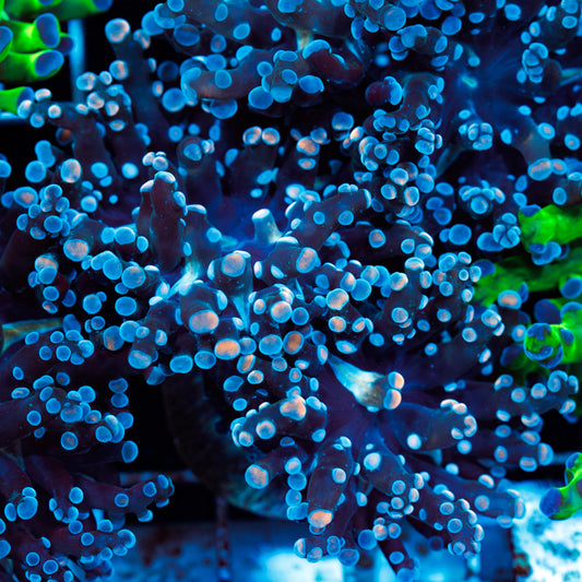 CC Funky Frogspawn #2