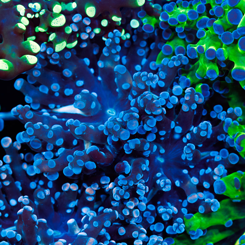 CC Funky Frogspawn #3