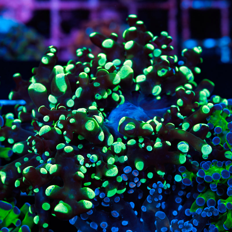 CC Ultra Green Tip Frogspawn