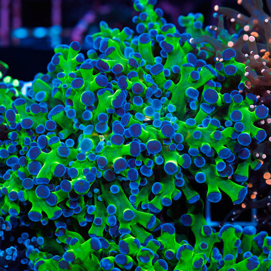 Blu Tip Frogspawn #1