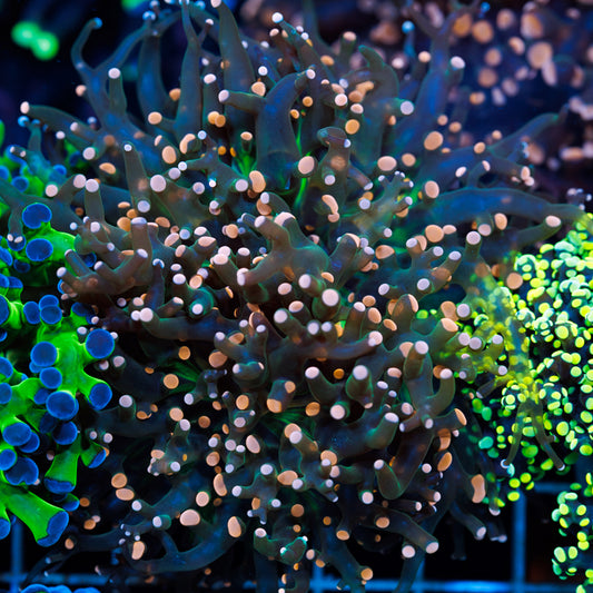 Ultimate Orange Tip Frogspawn