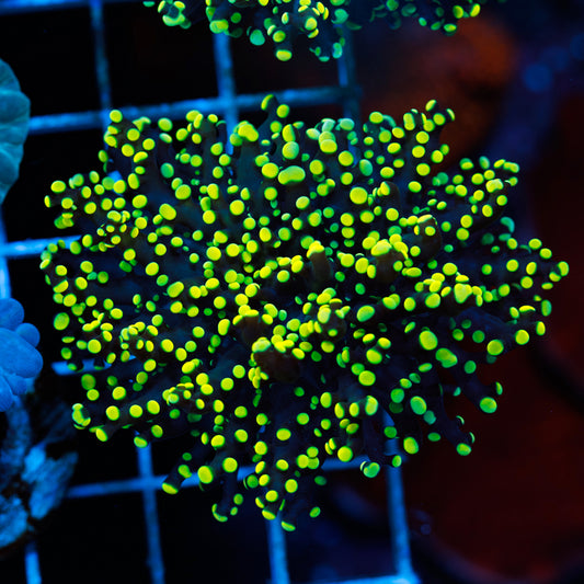 Lemon Lime Octospawn #2