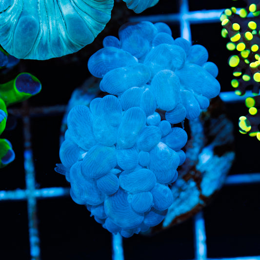 Branching Blu Bubble Coral