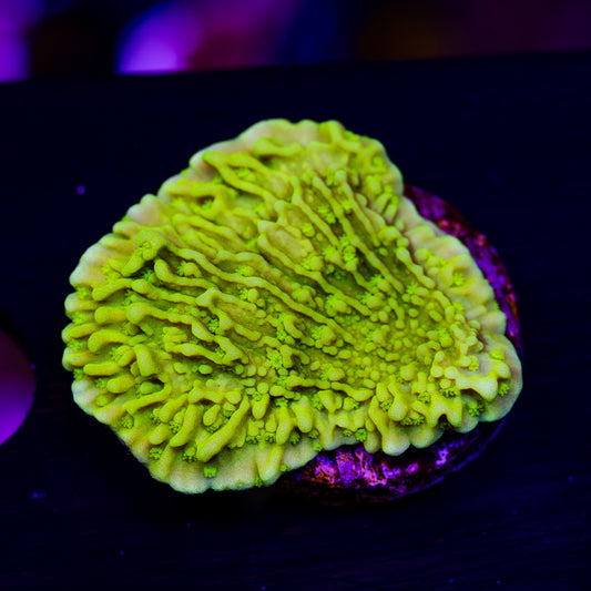 Tyree Aequituberculata Monti Cap #1